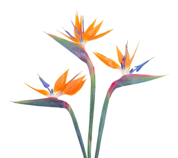 Vogel van paradize bloem — Stockfoto