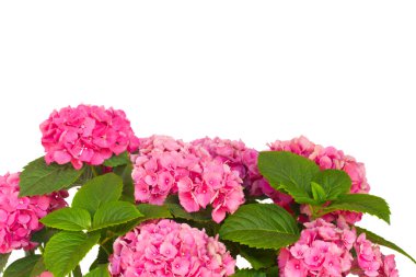 pembe HORTENSIA çiçek
