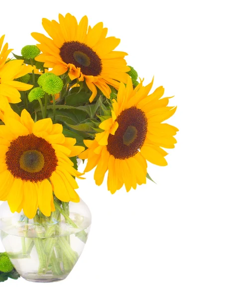 One bight sunflower — Stock Photo, Image