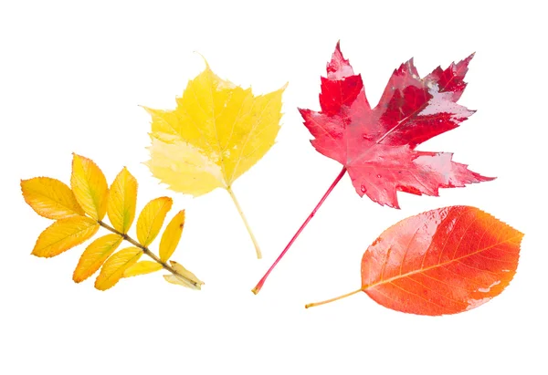 Fall leaves — Stock Photo, Image