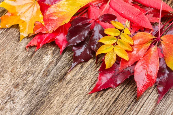 Herbstlaub — Stockfoto