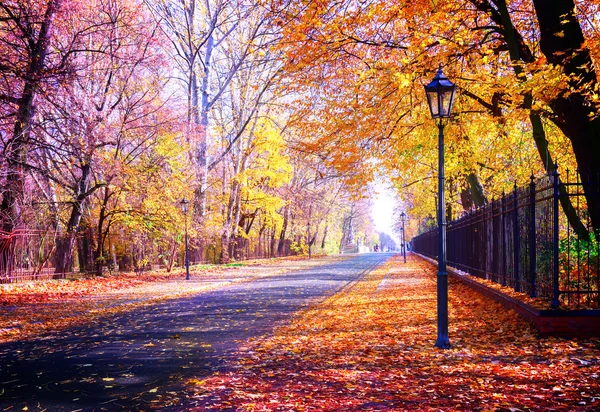 Sonbahar Parkı — Stok fotoğraf