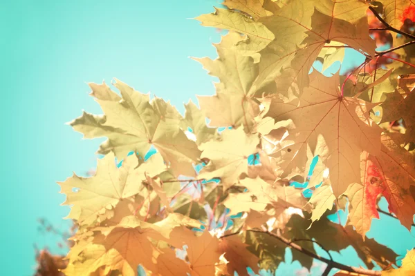 Érable jaune dans le parc d'automne — Photo