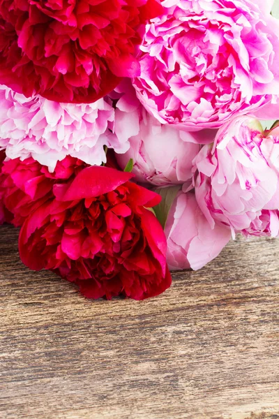 Розовые и красные пионы — стоковое фото