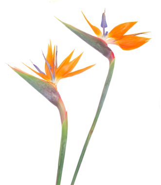 Kuş paradize çiçek