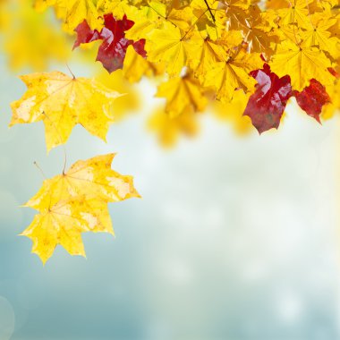 Sonbahar Yaprakları