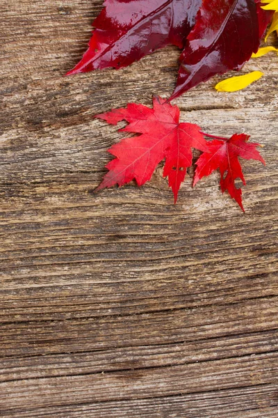 Red maple leaf — Stock Photo, Image