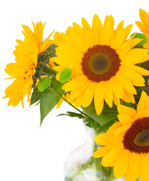 One bight sunflower — Stock Photo, Image