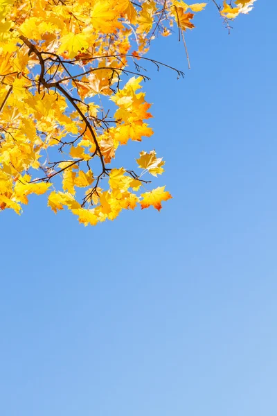 Arce amarillo en el parque de otoño — Foto de Stock