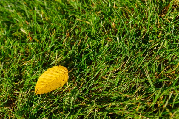 Feuilles d'automne — Photo