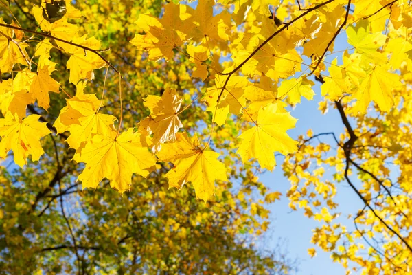 Yellow leaves in autumn park — Stock Photo, Image