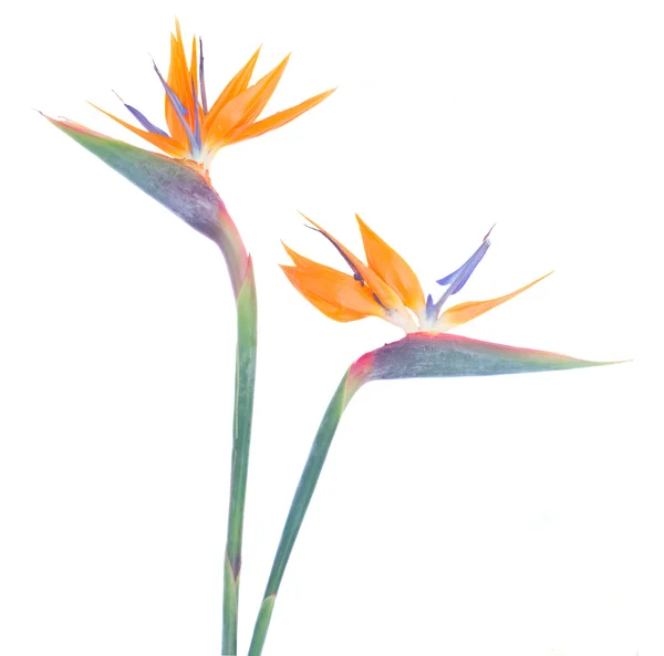 Vogel van paradize bloem — Stockfoto