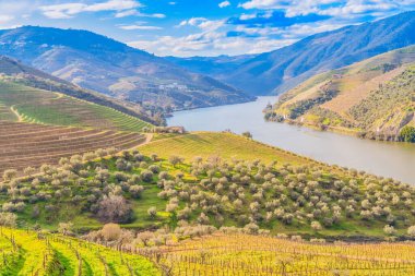 Şarap bağları, Portekiz, Unesco dünya mirası sitesi olan Douro şarap vadisi