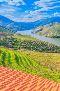 Şarap bağları, Portekiz, Unesco dünya mirası sitesi olan Douro şarap vadisi