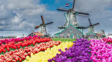 Lale çiçek alan içinde güneşli gün, Hollanda üzerinden bir Hollanda Yeldeğirmeni