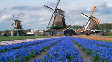 Lale çiçek alan içinde güneşli gün, Hollanda üzerinden bir Hollanda Yeldeğirmeni