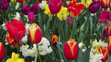 Renkli büyüyen kırmızı laleler ve sarı nergisler bahar balosu bahçesinde çiçek açtılar.