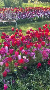 Güneşli bir günde mavi gökyüzü olan ünlü çok renkli lale sahası