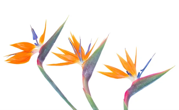 Vogel van paradize bloemen grens — Stockfoto