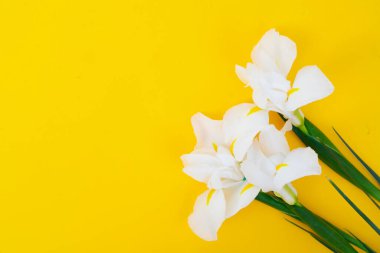 Parlak sarı bahar arkaplanındaki çiçekleri suluyor, 8 Mart bayram arkaplanı ve fotokopi alanı