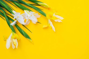 Çiçekler parlak sarı bahar arka planında, 8 Mart bayram arka planında