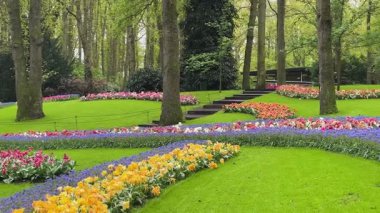 Renkli büyüyen kırmızı, pembe, kırmızı, mor laleler bahar balosu bahçesinde çiçek açtı.