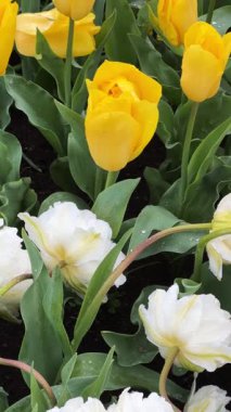 Ünlüsü Hollandalı çok renkli Lale alan satırları mavi gökyüzü ile güneşli gün ile