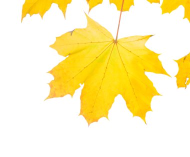 Sonbahar Yaprakları