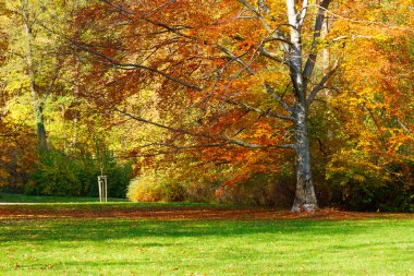 ağaçların üzerinden su ile sonbahar park