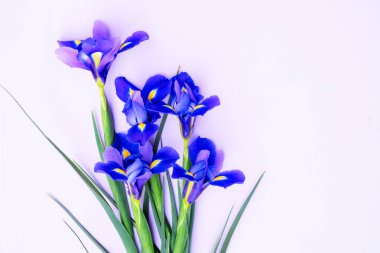 Taze iris çiçekleri, kopyalama alanı olan bahar arkaplanı.