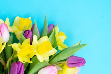 Laleler ve nergisler mavi otlağın üzerinde çiçekler