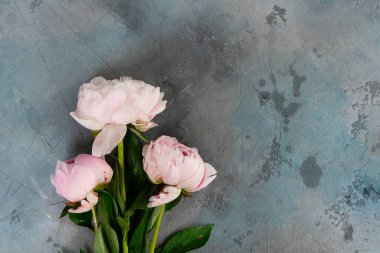 Taze şakayık çiçekleri, yakın görünüm, fotokopi alanı olan yaz arkaplanı
