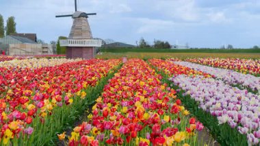 Lale çiçek alan içinde güneşli gün, Hollanda üzerinden bir Hollanda Yeldeğirmeni
