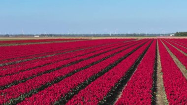 Güneşli bir günde mavi gökyüzü olan ünlü kırmızı lale tarlası