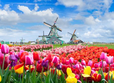 Flamanca sahne kadar bahar gününde, Hollanda Zaanse Schans'a yel değirmeni Nehri su üzerinde ile yakın