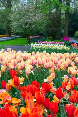 Renkli büyüyen kırmızı, pembe, kırmızı, mor laleler bahar balosu bahçesinde çiçek açtı.