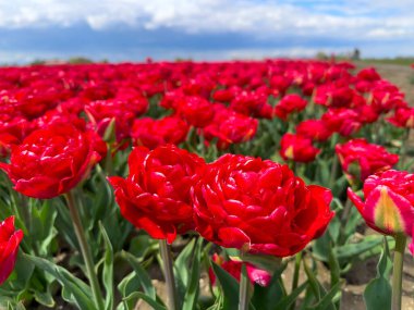 Kapalı alanda kırmızı çiçekler çiçekçi hasadı, çiğ taneleri, ufka uzanan yoğun sıralar, yeşil yapraklara karşı canlı kırmızı renkler, sabah ışığı, dokunulabilir