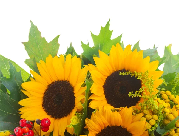 Sunflowers with green leaves — Stock Photo, Image