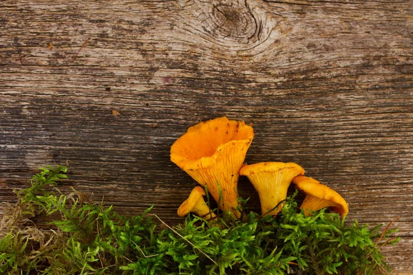 Chanterelles — Stok fotoğraf