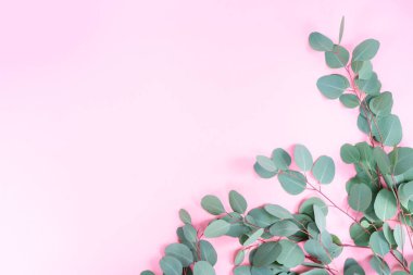 düğün ya da anneler günü arka plan yeşili okaliptüs yaprakları üzerinde fotokopi alanı ile birlikte pembe arkaplan