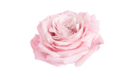 Beyaz stüdyo arka planında soluk pembe gül, yumuşak kıvrımlı yapraklar, yüksek tuşlu ışıklandırma, hassas doku, romantik ruh hali, makro detay, pastel palet