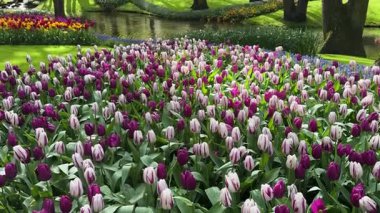 Renkli büyüyen kırmızı laleler ve sarı nergisler bahar balosu bahçesinde çiçek açtılar.