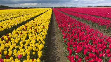 Güneşli bir günde mavi gökyüzü olan ünlü mor lale tarlası