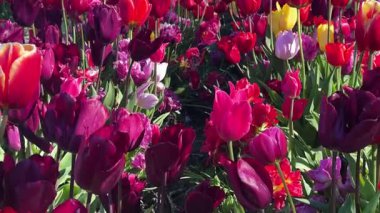 Güneşli bir günde mavi gökyüzü olan ünlü çok renkli lale sahası