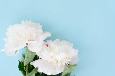 Mavi zemin üzerine taze beyaz şakayık çiçekleri