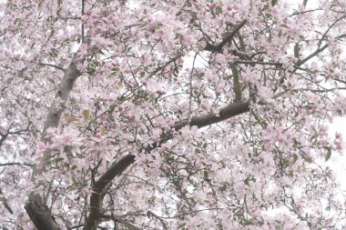 Cherry tree blossoming tree close up, pink cloud of flowers