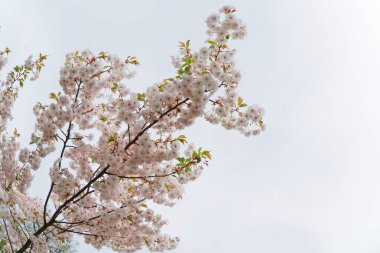 Cherry tree blossoming tree over pale sky background, pink cloud of flowers