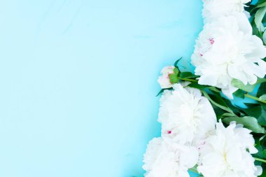 Taze beyaz Şakayık çiçek açan çiçekler mavi arka plan, düz yatıyordu sınırında