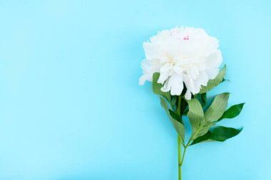 Kopya alanı ile mavi arka plan üzerinde bir taze Şakayık Çiçeği