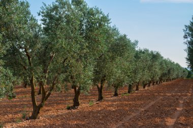 Zeytin ağacı satırları, Fransa